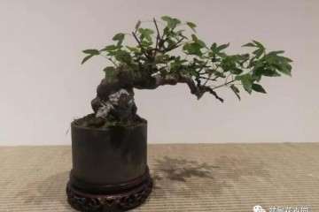 知名盆景老师沈一夫来到苏州古旧书店