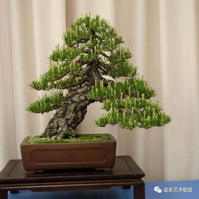 盆景缺少肥料营养元素的症状