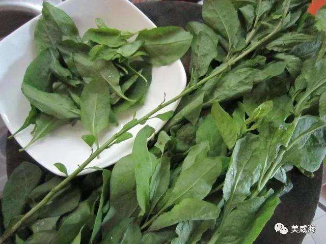 盆景枸杞得了瘿螨怎么办