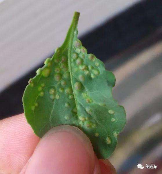 盆景枸杞得了瘿螨有什么危害