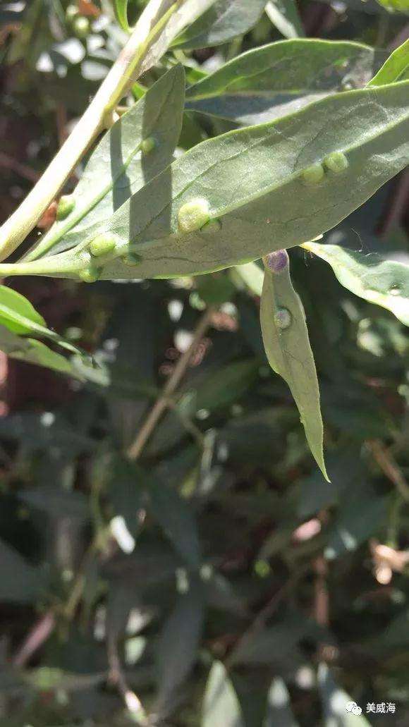 盆景枸杞得了瘿螨有什么症状