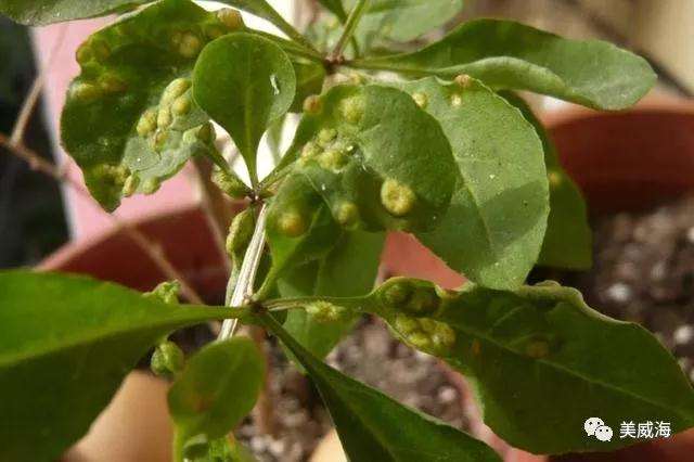 什么是枸杞盆景瘿螨