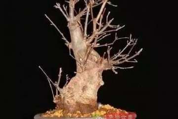 图解 三角枫盆景怎么造型的15个过程