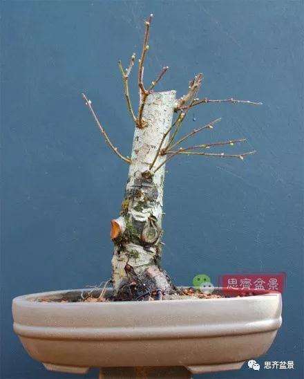 矮霸山楂盆景怎么成长的过程