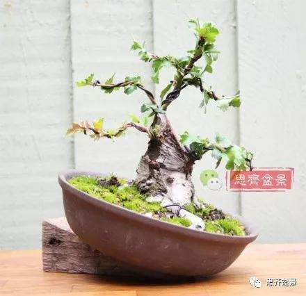 矮霸山楂盆景怎么成长的过程