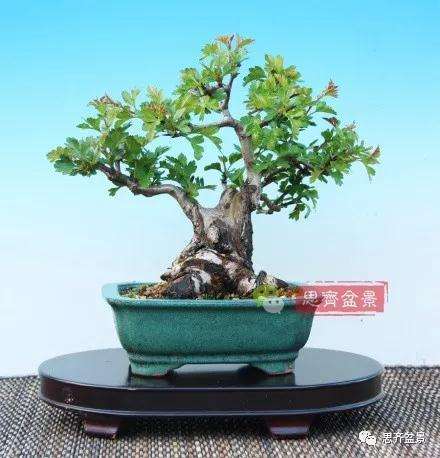 矮霸山楂盆景怎么成长的过程