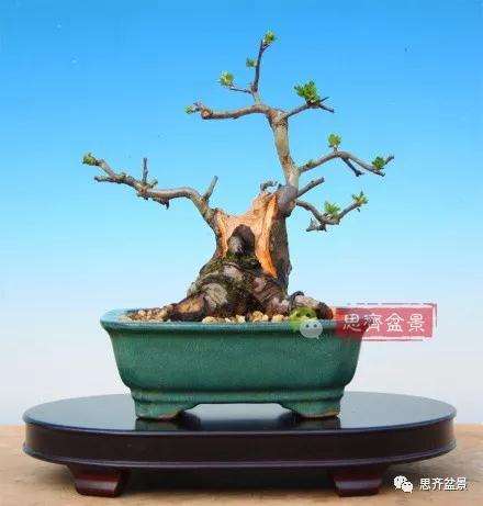 矮霸山楂盆景怎么成长的过程