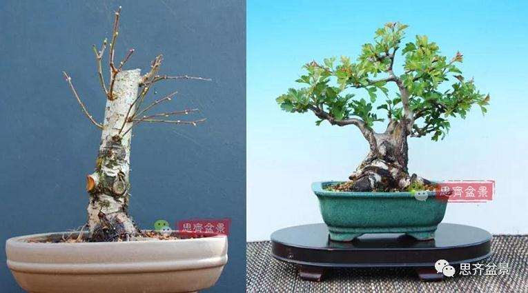 矮霸山楂盆景怎么成长的过程