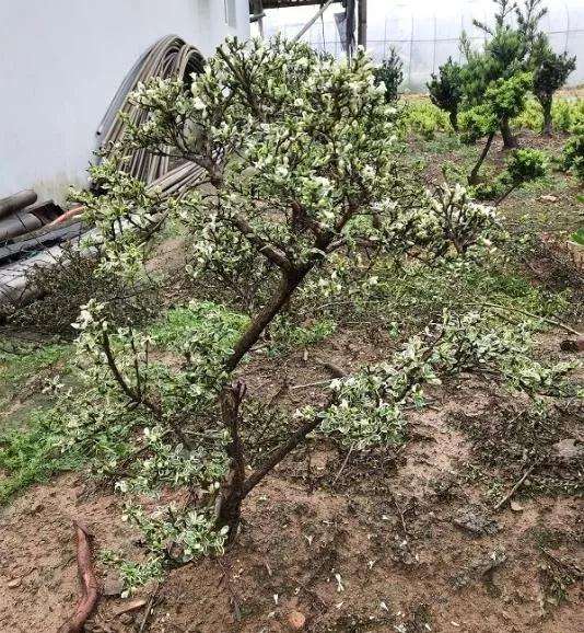 菜地种盆景树桩