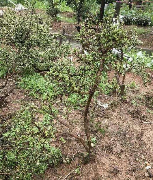 菜地种盆景树桩