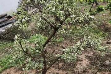 菜地种盆景树桩 邻居着笑话 但可赚钱