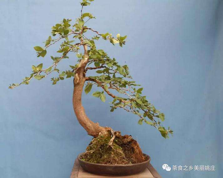 姚庄首届长寿杯园艺盆景素材交流展