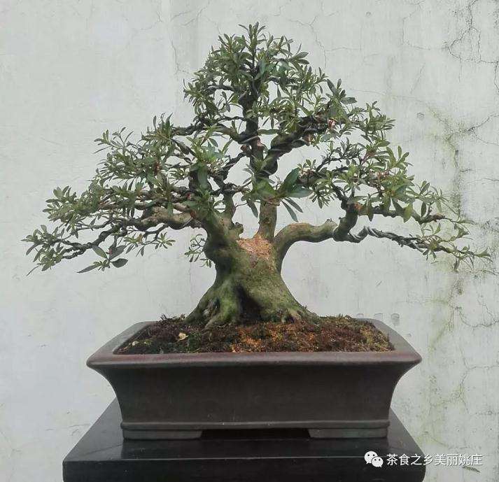 姚庄首届长寿杯园艺盆景素材交流展