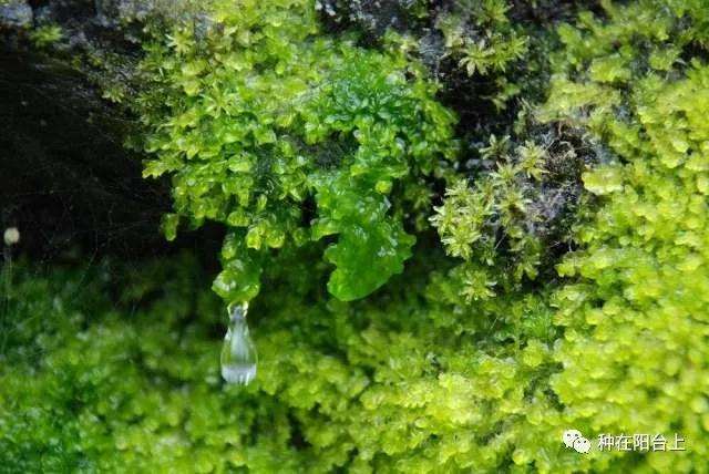 图解 微型盆景怎么制作苔藓的方法 上