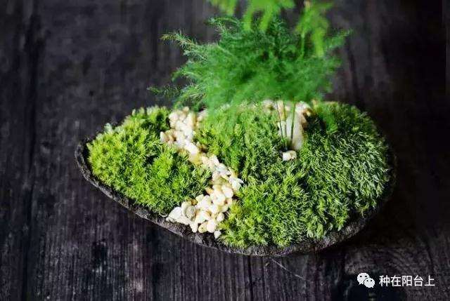 图解 微型盆景怎么制作苔藓的方法 上