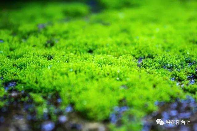 图解 微型盆景怎么制作苔藓的方法 上