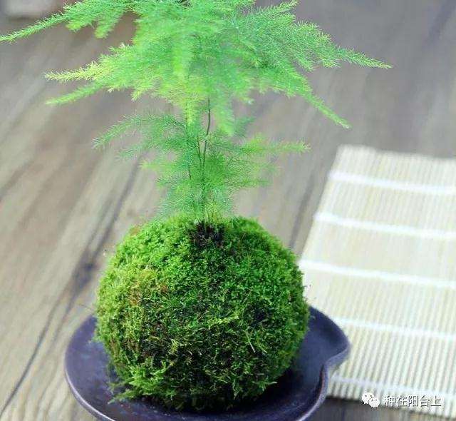 图解 微型盆景怎么制作苔藓的方法 上