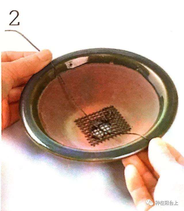 图解 微型盆景怎么制作苔藓的方法 上