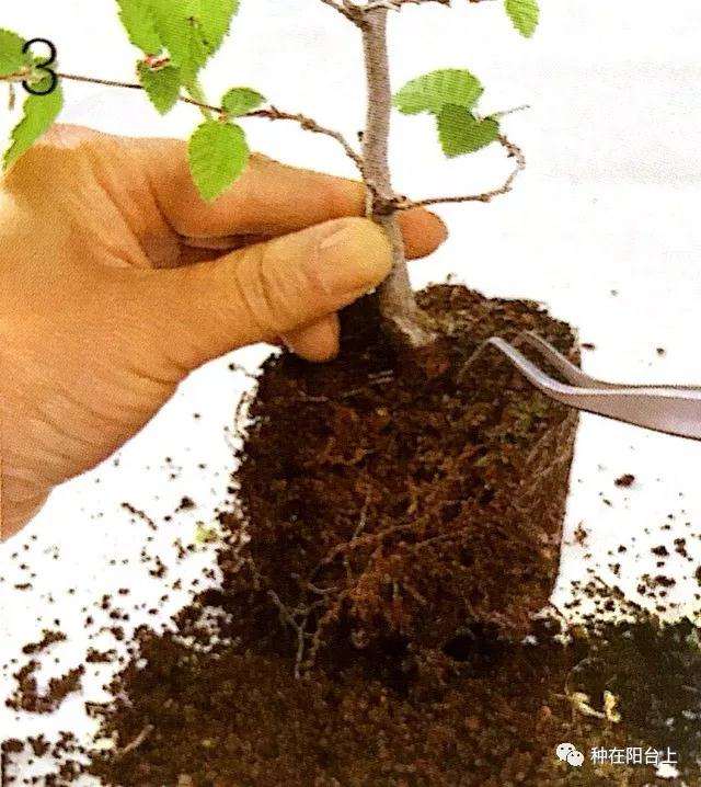 图解 微型盆景怎么制作苔藓的方法 上