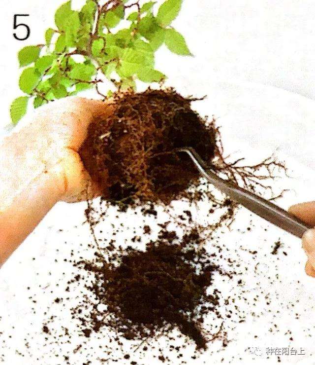 图解 微型盆景怎么制作苔藓的方法 上