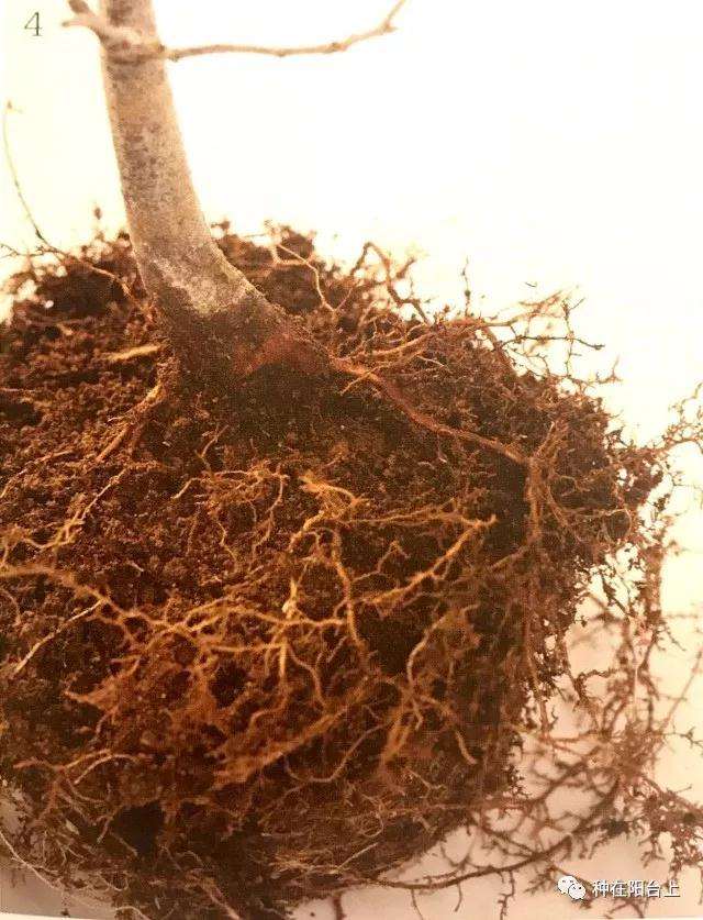 图解 微型盆景怎么制作苔藓的方法 上