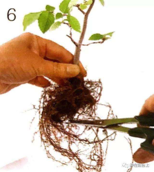 图解 微型盆景怎么制作苔藓的方法 上