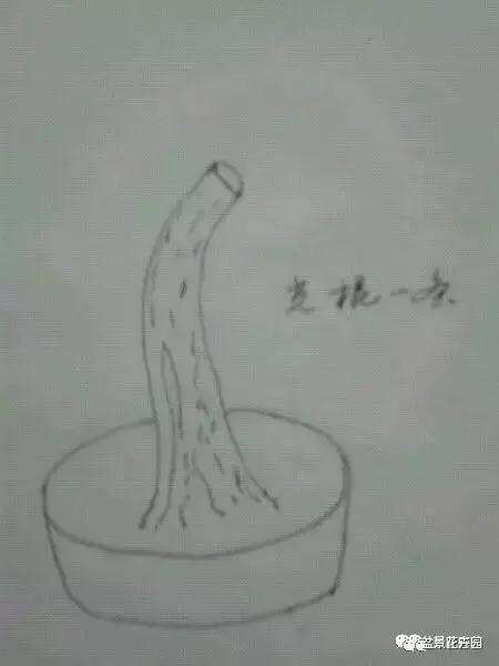 图解 什么是盆景一级枝 二级枝 三级枝