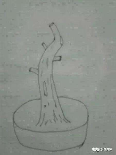 图解 什么是盆景一级枝 二级枝 三级枝