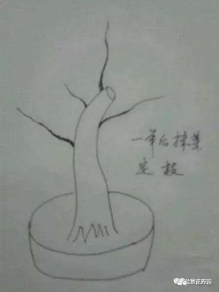 图解 什么是盆景一级枝 二级枝 三级枝