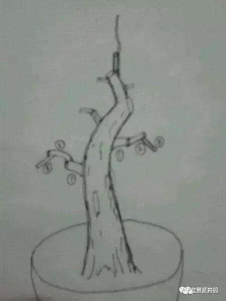 图解 什么是盆景一级枝 二级枝 三级枝