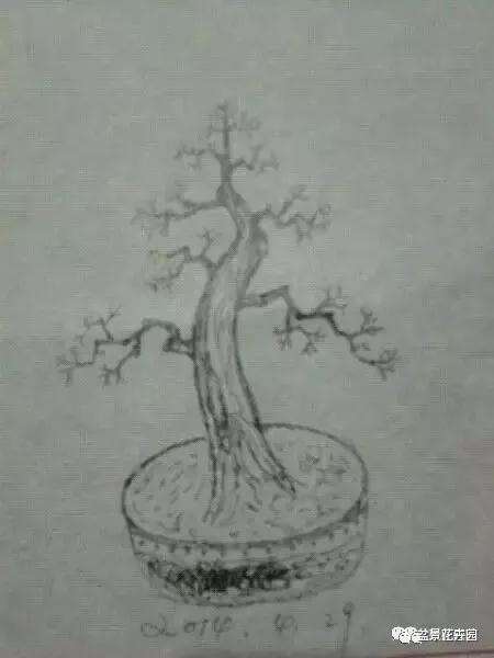 图解 什么是盆景一级枝 二级枝 三级枝