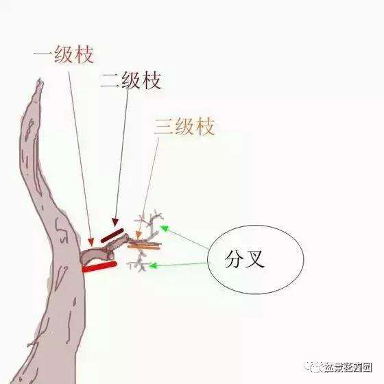 图解 什么是盆景一级枝 二级枝 三级枝