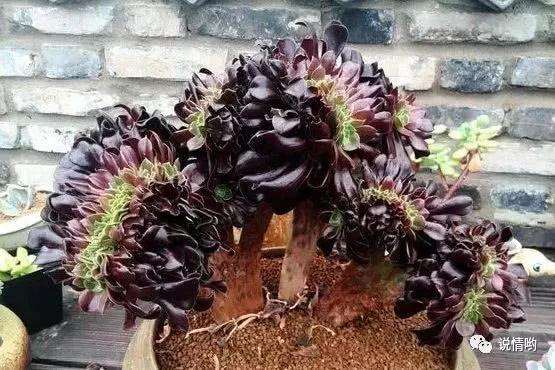 养老桩黑法师多肉