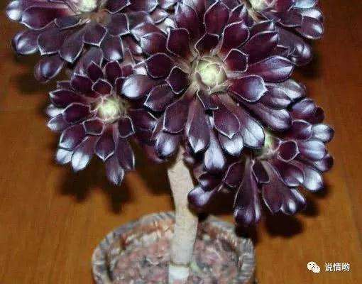 养老桩黑法师多肉