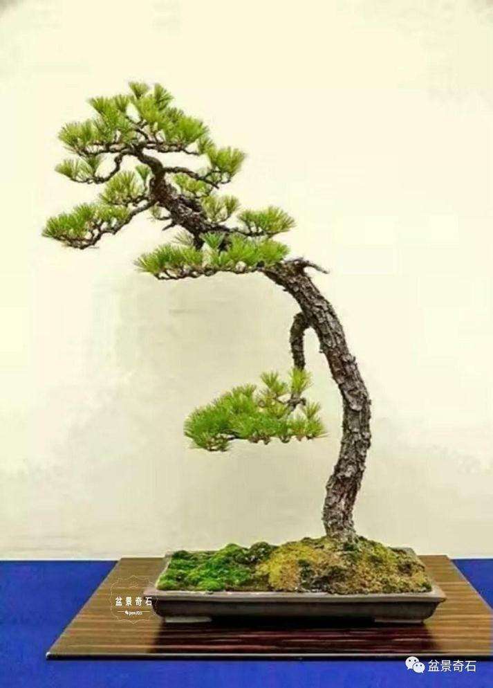 盆景作品怎么做好取势导向的方法