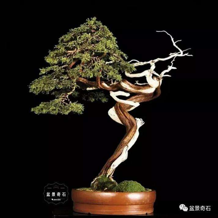 盆景作品怎么做好取势导向的方法