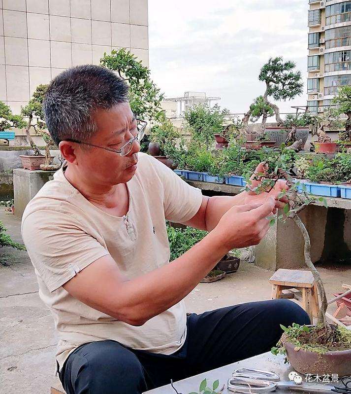 小微型盆景悄然无声地走进了我们的生活