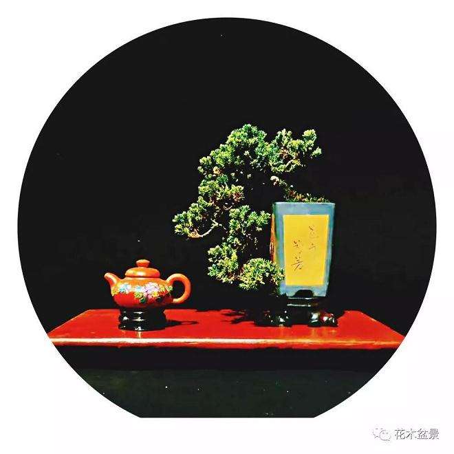 小微型盆景悄然无声地走进了我们的生活