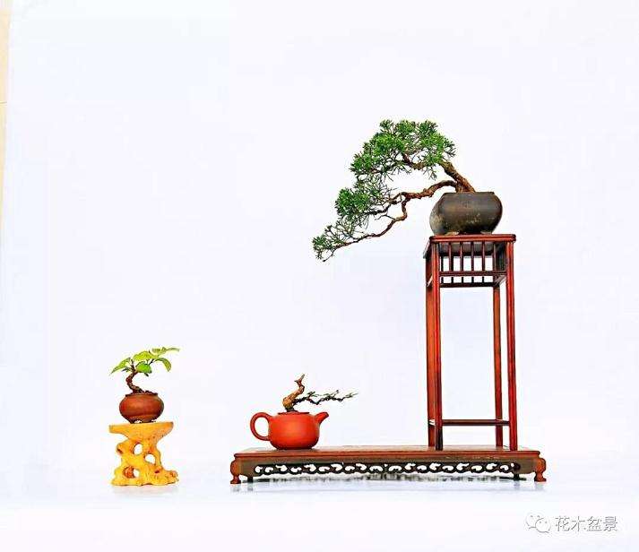 小微型盆景悄然无声地走进了我们的生活