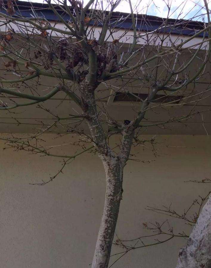 枫树盆景怎么高压的方法