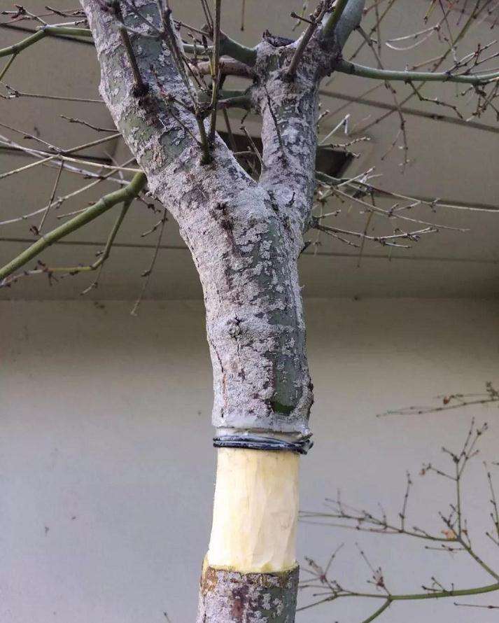 枫树盆景怎么高压的方法