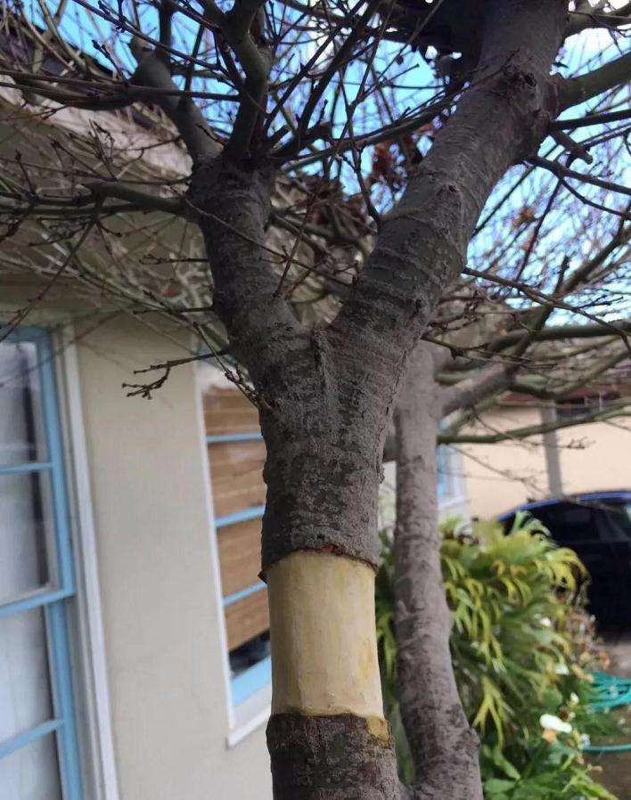 枫树盆景怎么高压的方法