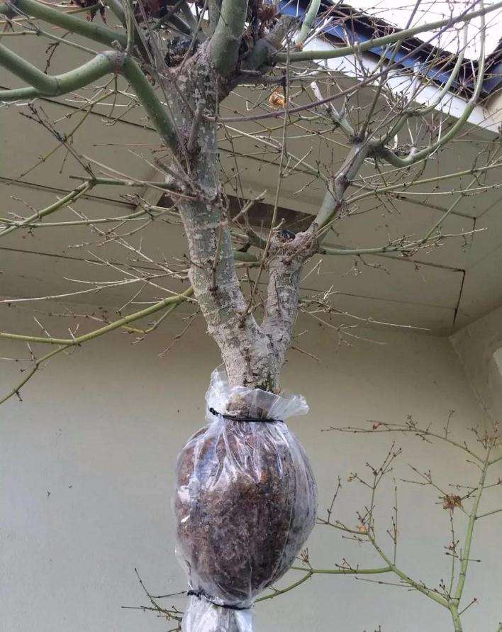 枫树盆景怎么高压的方法