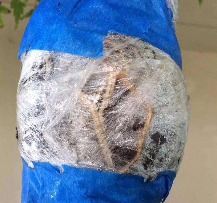 枫树盆景怎么高压的方法