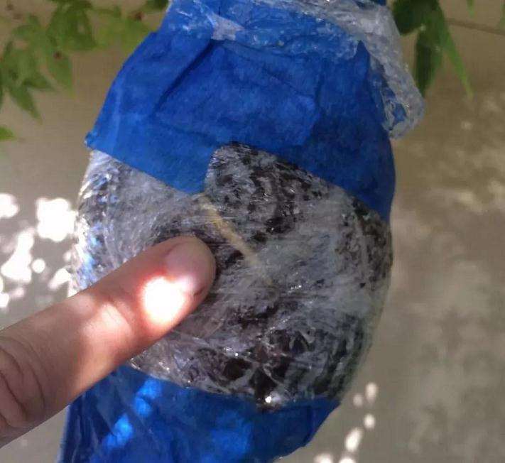 枫树盆景怎么高压的方法