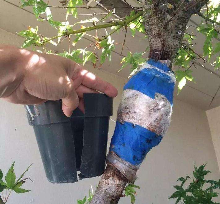 枫树盆景怎么高压的方法