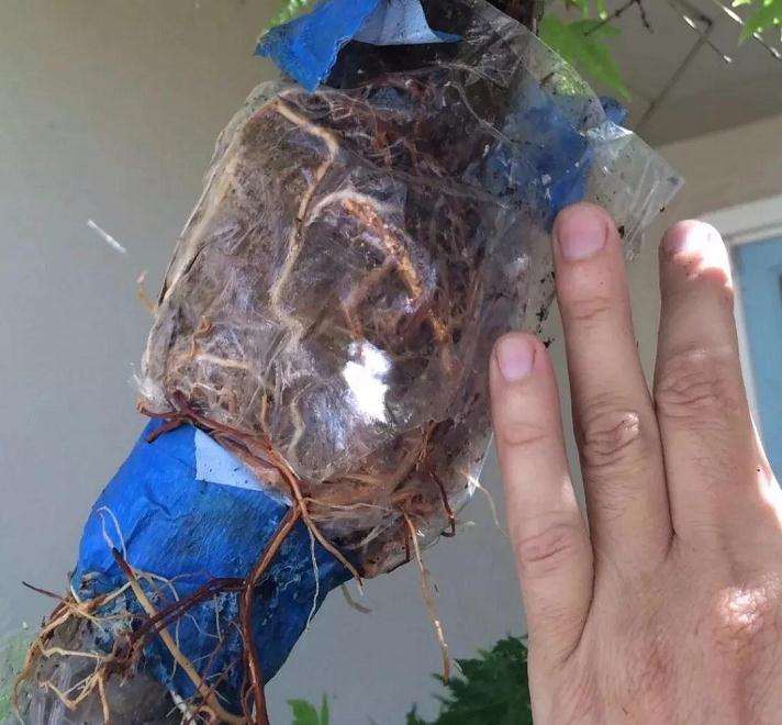 枫树盆景怎么高压的方法