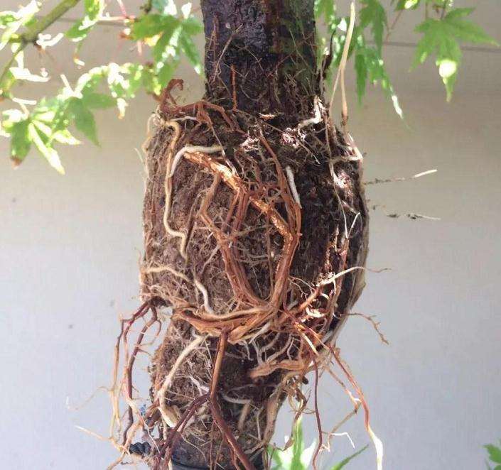 枫树盆景怎么高压的方法