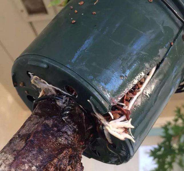 枫树盆景怎么高压的方法