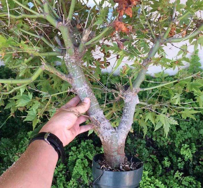 枫树盆景怎么高压的方法